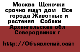 Москва! Щеночки срочно ищут дом - Все города Животные и растения » Собаки   . Архангельская обл.,Северодвинск г.